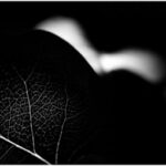 Claroscuro-vegetal