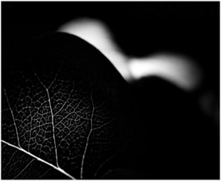 Claroscuro-vegetal